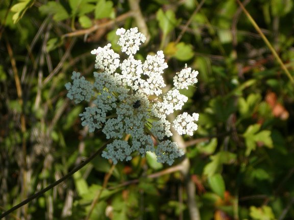 Daucus carota